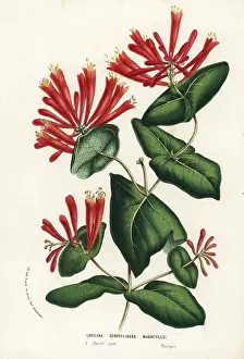 Lonicera: Trumpet honeysuckle, Lonicera sempervirens