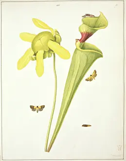 Lepidopteran: Trumpet leaf moths