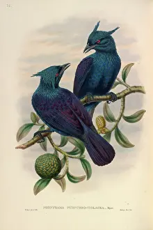Paradisaeidae: Trumpet Manucode