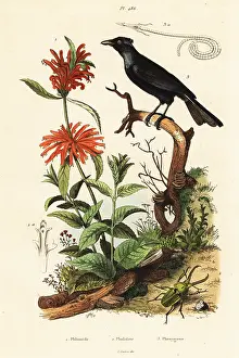 Du Casse: Trumpet manucode, beetle and wild dagga