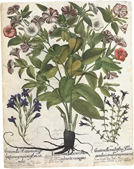 Basilius: Trumpet-Shaped Blooms