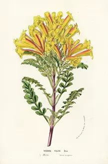 Serres: Trumpet vine, Tecoma fulva