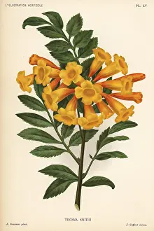 Smithii: Trumpetbush variety, Tecoma x smithii