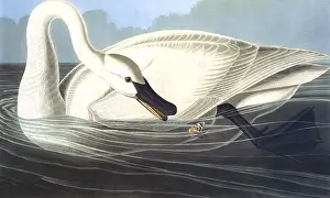 Trumpeter: Trumpeter Swan
