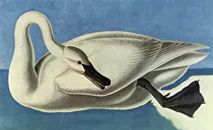 Trumpeter: Trumpeter Swan