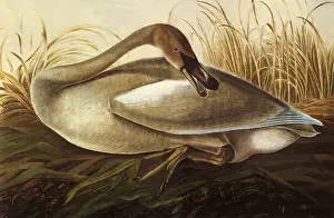 Trumpeter: Trumpeter Swan, Olor buccinator