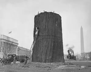 Arlington: Trunk of a sequoia tree in Washington, 1932