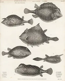 Orme And Brown: Trunkfish, cowfish and turretfish