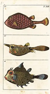 Ostracion: Trunkfish and longhorn cowfish