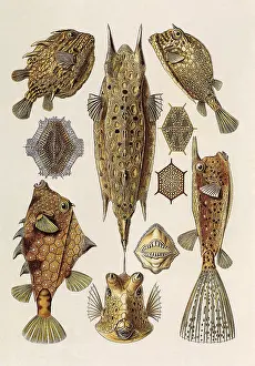 Resembles: Trunkfishes