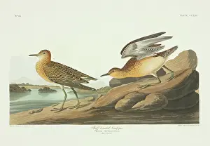 Sandpiper: Tryngites subruficollis, buff-breasted sandpiper
