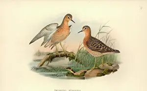 Sandpiper: Tryngites subruficollis, buff-breasted sandpiper