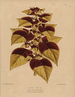 Tryons: Tryon's coleus, Coleus Tryoni with golden and