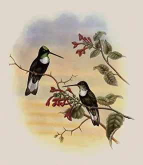 Inca: Tschudi's Inca, Bourcieria Insectivora