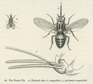 Equatorial: Tsetse Fly