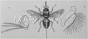 Tsetse: Tsetse Fly