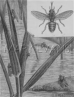 Tsetse: Tsetse Fly