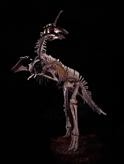Saurolophinae: Tsintaosaurus