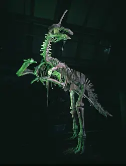 Saurolophinae: Tsintaosaurus