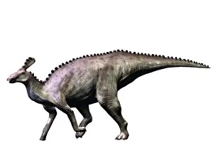 Duckbill: Tsintaosaurus dinosaur