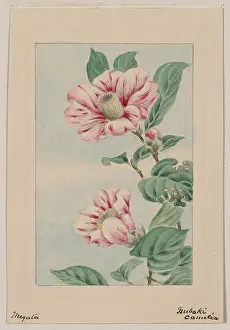 Camellia: Tsubaki camelia i.e. camellia