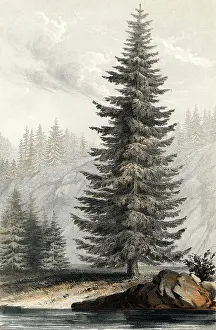Contributor: TSUGA MORTENSIANA