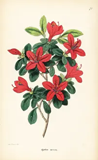 Azalea: Tsutsuji, Rhododendron indicum