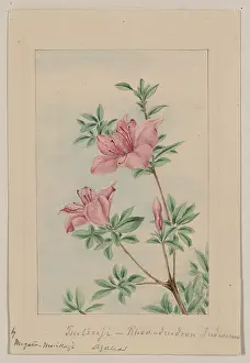 Azalea: Tsutsuji rhododendron Judicum - azalea