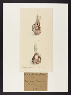 Plantes: Tubercles in a Monkey