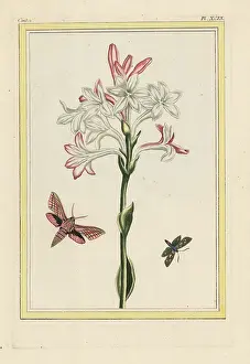 Tuberosa: Tuberose, Polianthes tuberosa