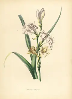 Tuberosa: Tuberose, Polianthus tuberosa