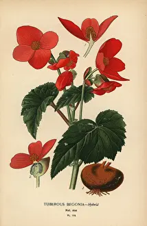 Nipple: Tuberous begonia hybrid