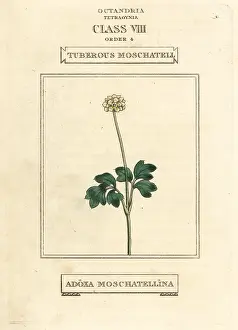 Tuberous: Tuberous moschatel, Adoxa moschatellina