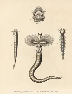 Amphitrite: Tubeworm and fanworm