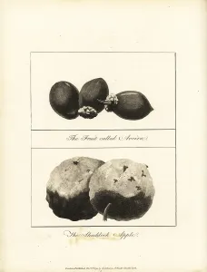 Stedman: Tucuma and pomelo fruit