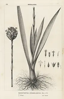 Airplant: Tufted airplant, Guzmania strobilantha