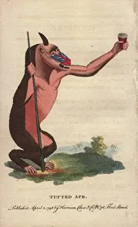 Tufted: Tufted ape or mandrill, Mandrillus sphinx