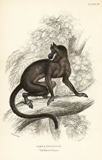 Jardines: Tufted capuchin monkey, Cebus apella