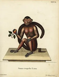 Tyroff: Tufted capuchin monkey, Sapajus apella
