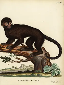 Schreber: Tufted capuchin monkey, Sapajus apella