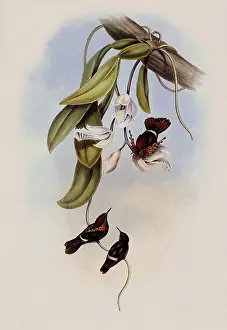 Coquette: Tufted Coquette, Lophornis Ornatus