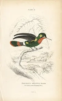 Coquette: Tufted coquette, Lophornis ornatus, female