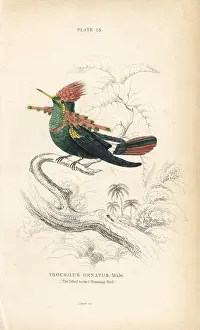 Coquette: Tufted coquette, Lophornis ornatus, male