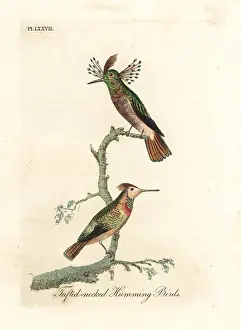 Coquette: Tufted coquettes, Lophornis ornatus