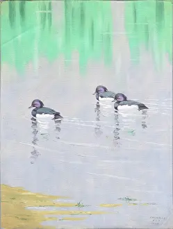 Dundas: Tufted Drakes resting on water