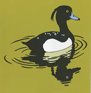 Tufted: Tufted Duck