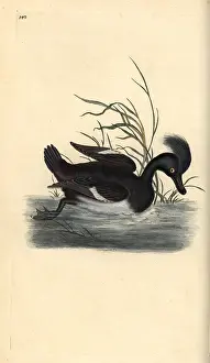 Aythya: Tufted duck, Aythya fuligula