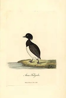 Aythya: Tufted duck, Aythya fuligula
