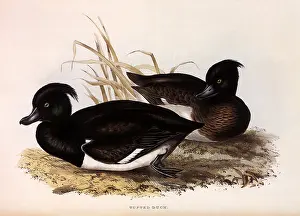 Tufted: Tufted Duck, Aythya fuligula