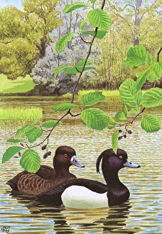 Ponds: Tufted Ducks